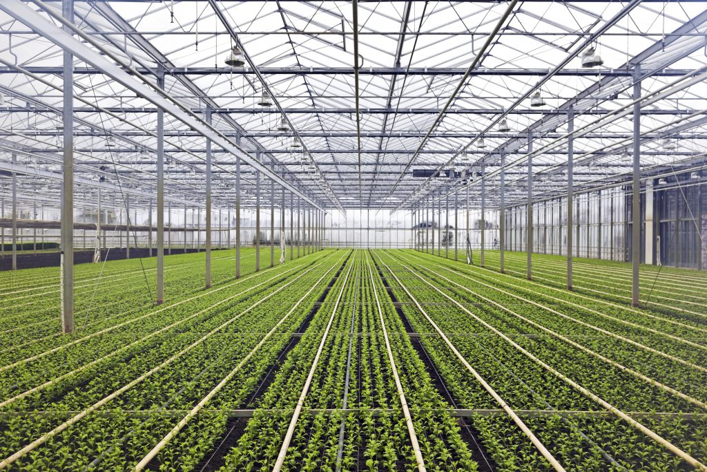 Centre de production et de transformation de plantes médicinales